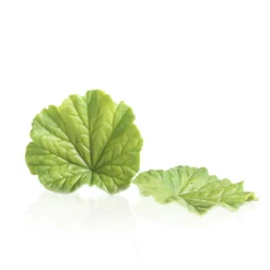 Dobla Chocoladedecoratie Lenteblad Groen (24 stuks)
