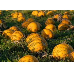 Nederlandse Pompoenpitten Honing 150g