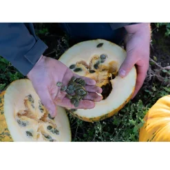 Nederlandse Pompoenpitten Caramel Zeezout 150g